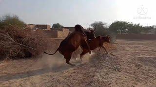 cow Meeting power | my village cow | The smart team matting