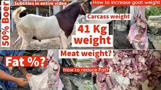 41 Kg live Boer goat carcass weight and Fat%?