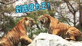 虎王日记3，老虎夫妻联手打败虎王， 剧情解说