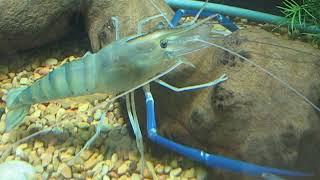 Giant River Prawn (Macrobrachium rosenbergii)