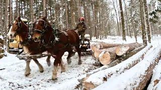 My horses are NOT standing good today! // Question & Answer with Jim & Brenda #774