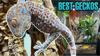 I FOUND 4 NEW BABY TOKAY GECKOS! TAMING TOKAYS (Gekko gecko)