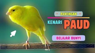 Kenari Belajar BUNYI !!! Suara PANCINGAN Kenari PAUD Belajar BUNYI Ngeriwik || MASTERAN Kenari PAUD