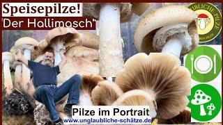 Der "Hallimasch" Speisepilze & Pilz Sammler Wissen im Pilz Portrait - Oktober 2023