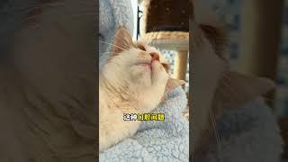 猫咪拜月的秘密及3大健康警示 Your cat's secret to the moon  and three health warnings #新手养猫 #迷惑行為 #养猫经验分享 #养猫经验分享