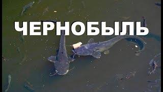 ЭТО НЕВЕРОЯТНО! РЫБЫ МУТАНТЫ - Рыбалка в Чернобыле