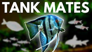 Angelfish Tank Mates: 10 Fish You Can Keep with Angelfish