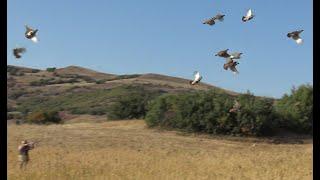 Partridge Hunting - Doğada Özgürsün - Anaodolu Keklik Avı 2020/2021 Av Sezonu