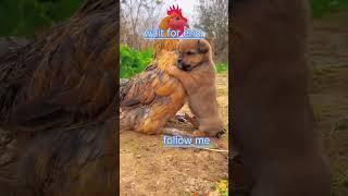 Cock And Dog #viralvideo #funny #contentwritingservices #comedy #efficientediting #funnyvideo 