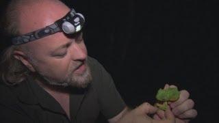 Wallace's Flying Frog - Bill Bailey's Jungle Hero - Episode 1 - BBC Two