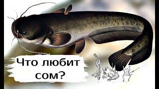 Топ самых действенных и проверенных наживок на сома! На что ловить сома? На что клюёт сом?