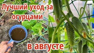 ЛУЧШАЯ ПОДКОРМКА И УХОД ЗА ОГУРЦАМИ, ЧТОБЫ СОБИРАТЬ УРОЖАЙ ДО ЗАМОРОЗКОВ