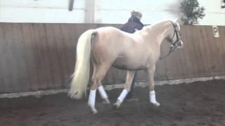 Quaterback's Junior-Centauro's Golden Flashlight pony stallion * 2013 for sale