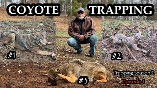 PREDATOR TRAPPING! First Three coyotes of 2024!  Piney life trapping season 2 episode -1.