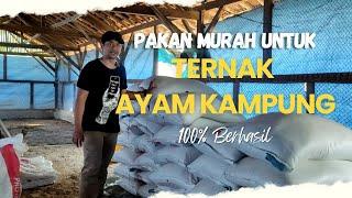 PAKAN MURAH UNTUK TERNAK AYAM KAMPUNG‼️