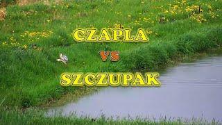 Czapla wyciągająca ryby ze stawu (Heron vs Pike)  || Szczupak || Karaś || Duży Okoń ||