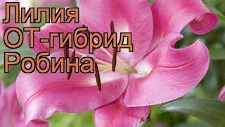 Лилия от-гибрид Робина (lilium ot-hybrids robina)  Робина обзор: как сажать, луковицы лилии Робина