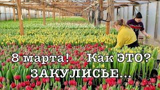 Работа всей семьей | 8 марта 2025 | Год работы | Как растут тюльпаны | Свое производство |Рассада