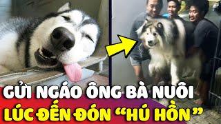 Bận việc gửi NGÁO HUSKY cho ông bà nuôi, 2 tháng sau con sen tới đón thì 'HÚ HỒN'  | Gâu Đần