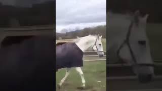 What are you doing step horse? #shorts #funny #memes