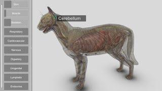 3D Cat Anatomy 2.00 for Desktop