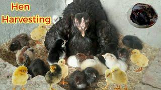 Best Season For Hen Harvesting Eggs to Chicks – Hatch Maximum On This Date