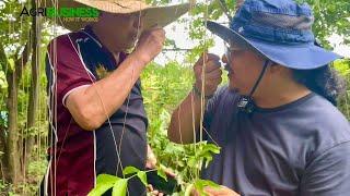 Dating LANDBANK VICE PRESIDENT, Ngayon ay Full Time MICRO FARMER! What is MICRO FARMING?