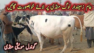 Best Quality Beautiful Milking Cows On Gondal Maweshi Mandi By My Life Channel