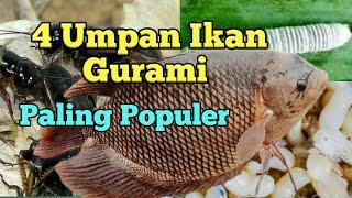 Umpan Ikan Gurami Kolam Harian - Tips mancing