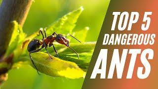 Most Dangerous Ants in the World