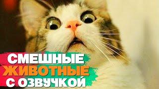 Приколы с животными. С ОЗВУЧКОЙ!!! #9 Подборка смешных животных с озвучкой!!!