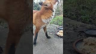 Wild Mr Fox