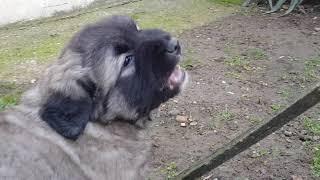 Caucasian shepherd   Puppy  ATTITUDE