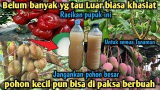 Luar biasa Racikan pupuk ini !! Bisa Memaksa semua tanaman berbuah Lebat ! Modal 3 bahan saja Loh