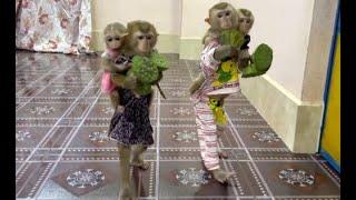 Sovan & Sovanny Walk Carry Sister Jula & Kobie To Take Lotus Fruit To Eat Together With Mom Very Yum