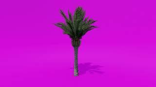 Trees Green Screen - Date Palm D Medium