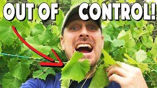 How To Prune Grape Vines On A Pergola Or Trellis And INCREASE Your Fruit Production 5X!