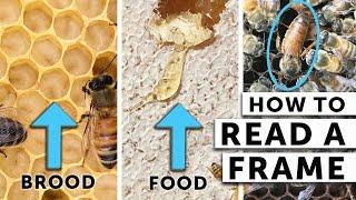 How to Read a Frame When Checking Your Bees | What the Beekeeper Does | Beekeeping for Beginners