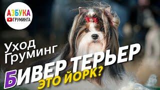 Бивер-терьер - это йорк? Груминг и стрижка Бивера, содержание и уход