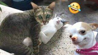  Funniest Cats And Dogs Videos  - Best Funny Animal Videos 2024 Part 1