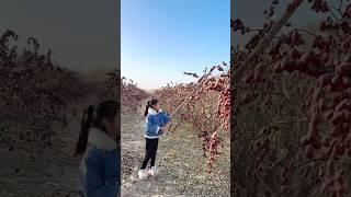 Amazing Sweet Jujube Fruit Harvesting from Farm | Natural Fresh Chinese Red Dates #shorts #fruit