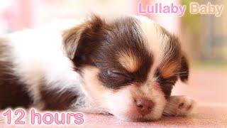  12 HOURS  Puppy Sleeping Music   RELAXING MUSIC  Sleep music for dogs  Calm Dog