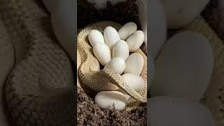 snake eggs #viral #shorts #krizparcon