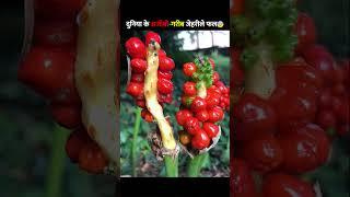 दुनिया के अजीबो गरीब जेहरीले फल Most Expensive And Rare Fruits | World's Dangerous Fruit |#shorts