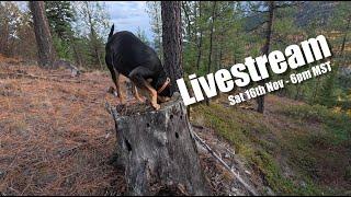 Off Grid Living LIVE STREAM - Cabin preps