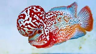 Marveling at the Top 8 Flowerhorn Fish in the World