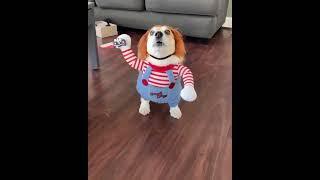 Halloween Dog Costume? Furry Animal Dressed As Chucky Doll Is Cutest Thing to See In Spooky Season