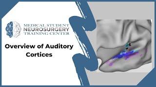 Overview of Auditory Cortices