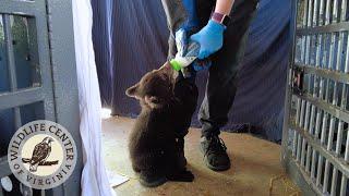 Black BEAR CUBS playing and feeding