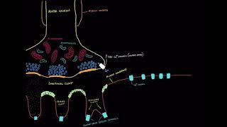 NM physiology 3: Calcium channels